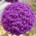 CloseÃ¢â¬âup of giant Allium purple flower. Royalty Free Stock Photo